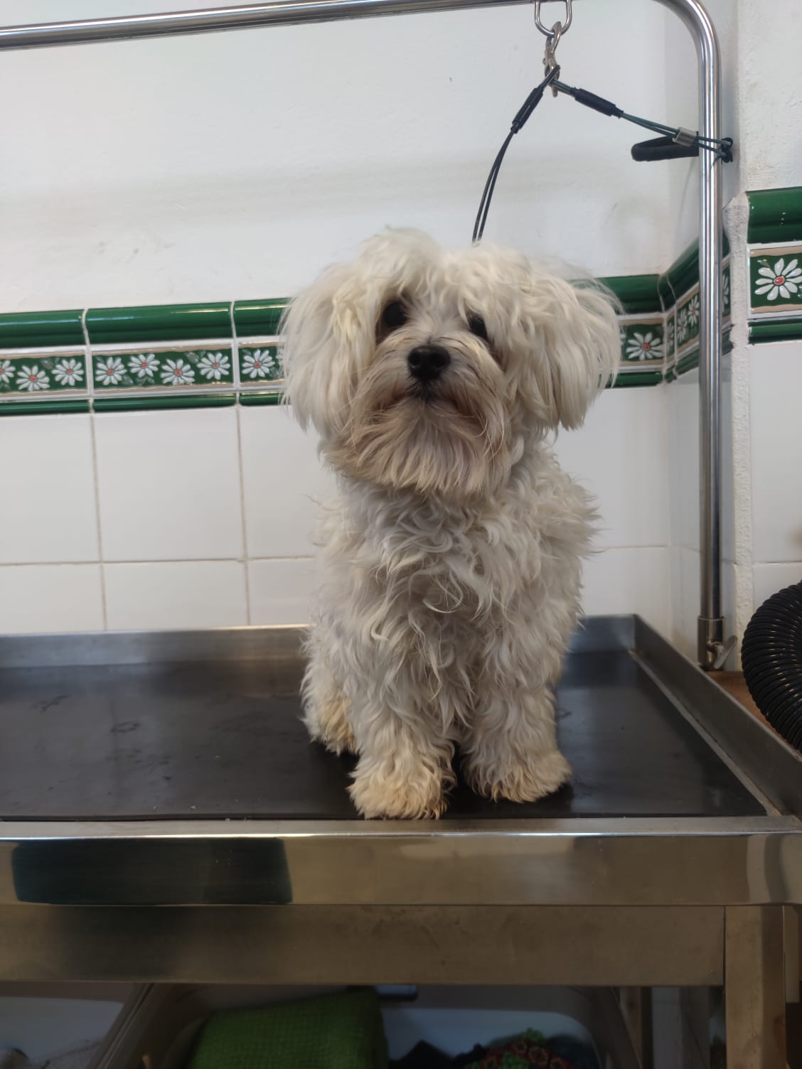 Peluquería de mascotas Yolapatitas